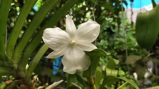 Dendrobium Formosum Var Petaloid Alba