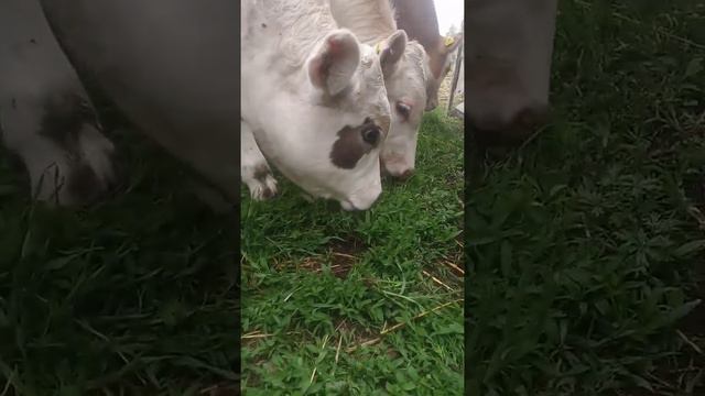 Телята породы симментал🐂 смотреть онлайн