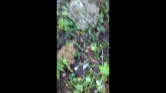 ГРИБ БАРАН смотреть онлайн
