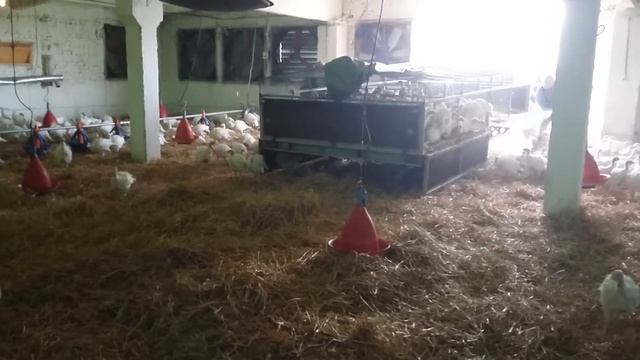 Индюшата. Перевоз птицы на откорм. смотреть онлайн