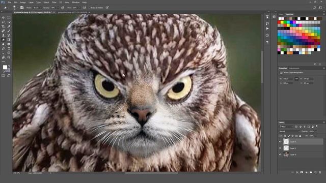 Owlcat! - Funny Photoshops #47 смотреть онлайн