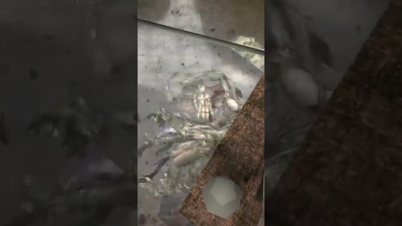 РАЗОРВАЛО В ПЫЛЬ - Сталкер ОП 2.2 Mod Pack LSC short #shorts смотреть онлайн