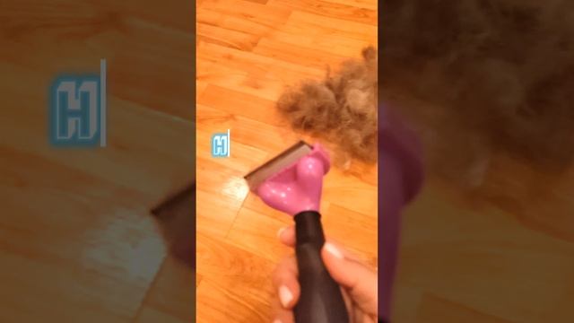 нет шерсти в доме ?