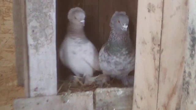 таджикские голуби в крыму. воки .лалаки. акуши. смотреть онлайн