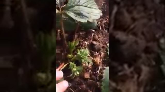 Клубника Лорд первогодка, а сколько завязей!