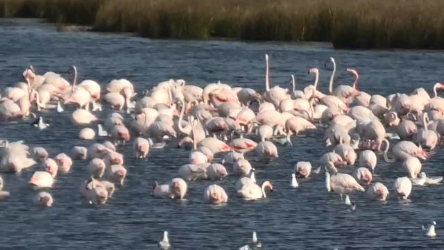 Panasonic vxf1 uno zoom pazzesco! смотреть онлайн