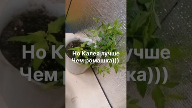 Калея запрещена!!!