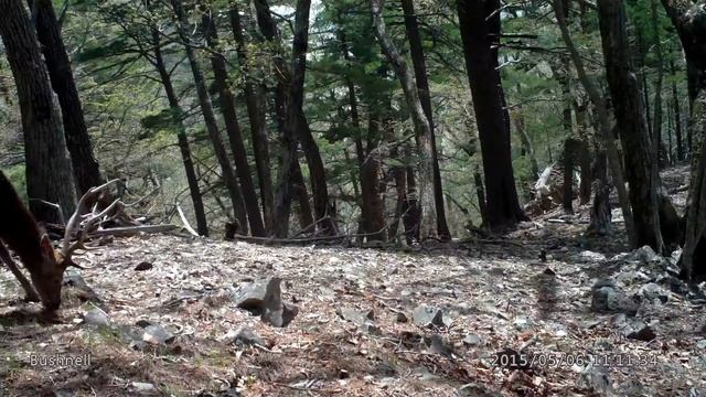 Взрослые самцы дикого пятнистого оленя. смотреть онлайн