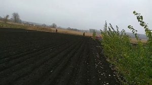 КАК ВЫРАСТИТЬ ШИПОВНИК БЕСШИПНЫЙ.РАЗМНОЖЕНИЕ ШИПОВНИКА СЕМЕНАМИ.ЧАСТЬ 1