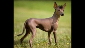 Порода собак Ксолоитцкуинтли