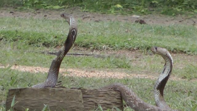 Обезьяна помогает укрощать змей))) Осторожно Кобры Укротитель играет на дудке Шриланка смотреть онлайн