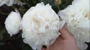 Пион  Вог ( Paeonia Vogue )