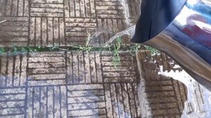 Очищаем плитку от сорняков  100% результат