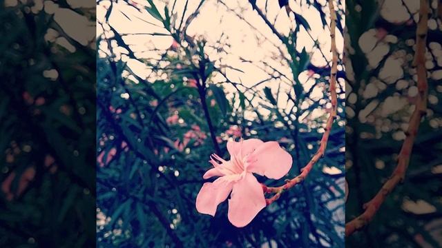 Взгляд из дворовой клумбы )) #цветы #трава #природа #flora #nature #flower смотреть онлайн