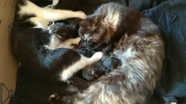 Однополая семья кошек... Или как одна кошка другой рожать помогала...???#кошкиныроды смотреть онлайн