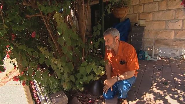 Burke's Backyard, How to Keep A Bougainvillea Flowering смотреть онлайн