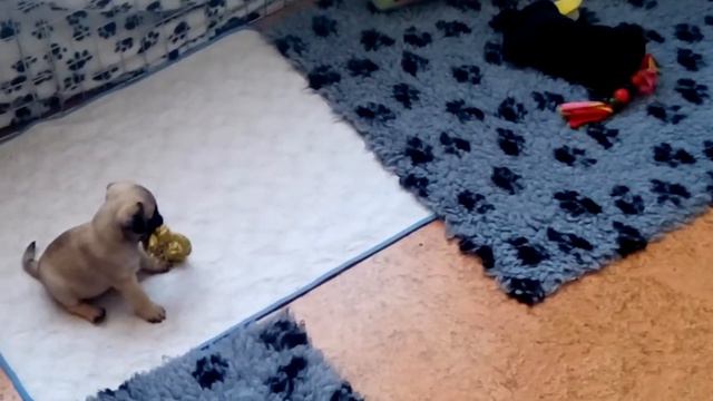 питомник мопсов "Алма Милагроса" ,литер "П" смотреть онлайн