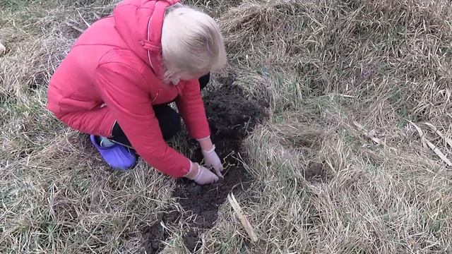 104 ч. ПЕРЕЕХАЛИ НА ЮГ. Подсаживаем подсаживаемое смотреть онлайн