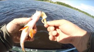 Ловля судака и окуня  на отводной поводок  . Троллинг на Волге .