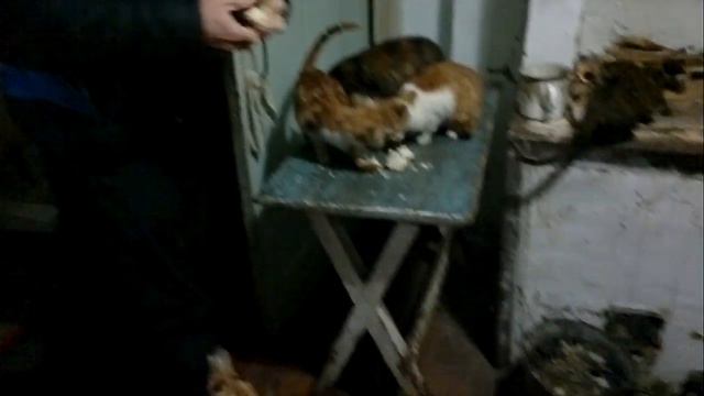 Когда много животных дома смотреть онлайн