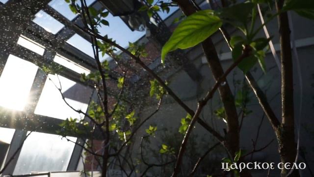 Сирень в феврале смотреть онлайн