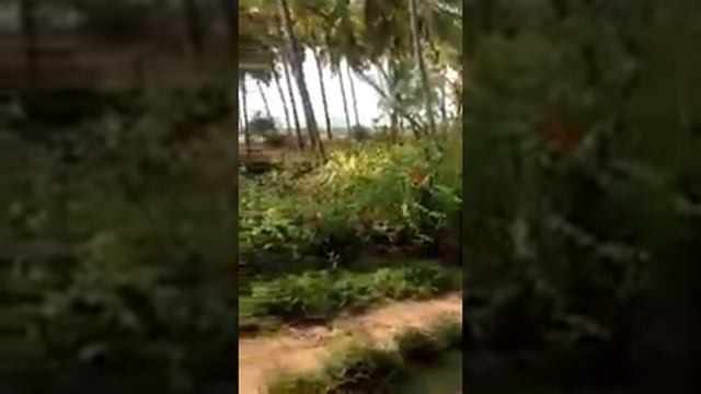 Керала Центр аюрведы смотреть онлайн