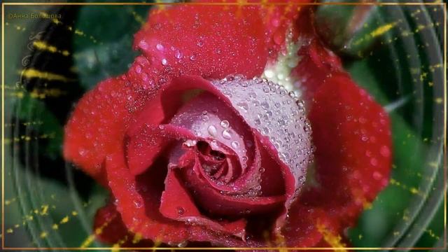 Шикарной женщине шикарные цветы и музыка! Любимой девушке! смотреть онлайн