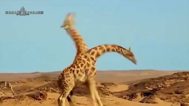 Захватывающие битвы животных, снятые на камеру смотреть онлайн