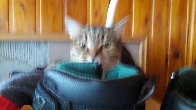 топ 5 фото с моими кошками смотреть онлайн