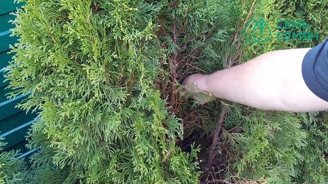 ХВОЙНЫЕ РАСТЕНИЯ ОСЕНЬЮ: ПРАВИЛА УХОДА! смотреть онлайн