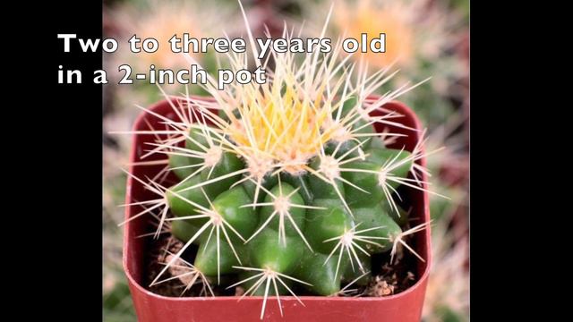 How Old is That Barrel Cactus? смотреть онлайн