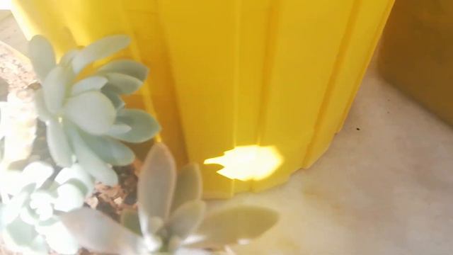 ilk kez yaprak ve çelik satışı yaptım‼️#çiçek #sera #çiçekbakimi #sukulent #kaktus смотреть онлайн