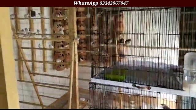 Breeding Progress Result Of Fawn Java Opal Java White Java Silver Java Zebra Finches Mushtaq Khatta смотреть онлайн