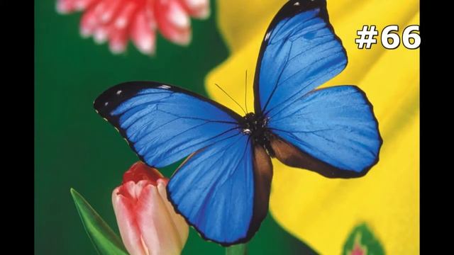 #66. Бабочки (В мире животных) смотреть онлайн