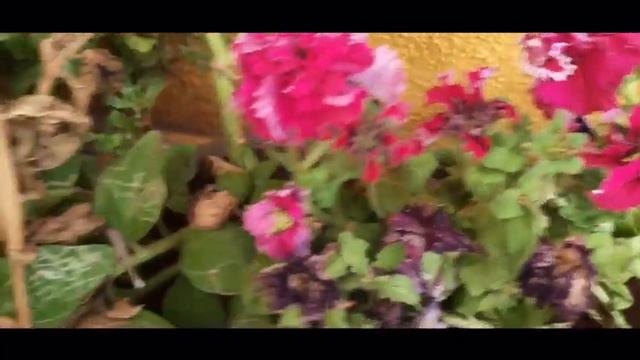 Mapro garden tour, Beautiful flowers at Mapro, Mahabaleshwar, Garden visit, Hydrangea flowers смотреть онлайн