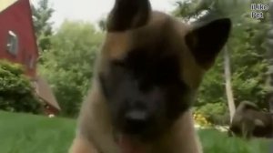 Акита Ину Происхождение  породы на iLikePet