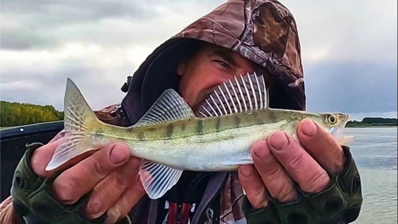 СУДАК ОБМЕЛЬЧАЛ ДО КАКТУСА ! Рыбалка на Оби 25 сентября 2023г. смотреть онлайн