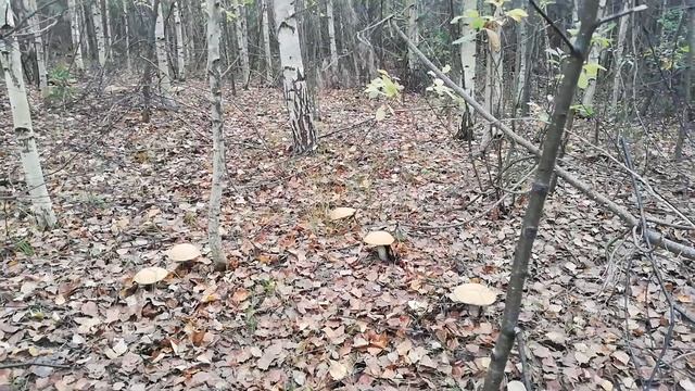 Подосиновики, Нижегородская область, Воскресенский район, сентябрь 2019г. смотреть онлайн
