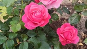 Роза АНТОН ЧЕХОВ.