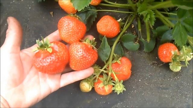 ВЕРОНА- один из лучших итальянских сортов клубники. смотреть онлайн