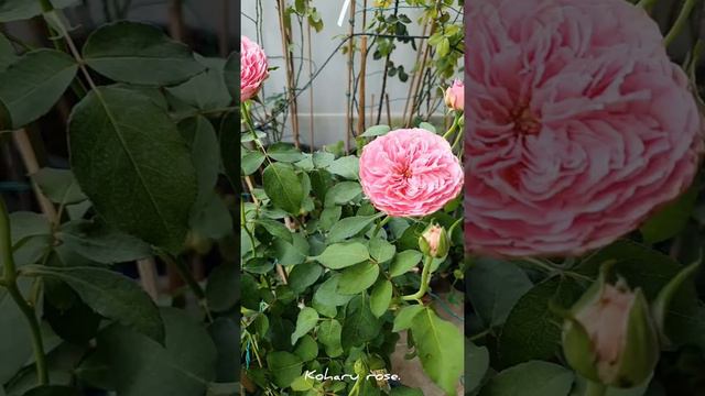 Koharu & Bloomsbury rose смотреть онлайн