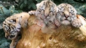 Песня про маленького тигренка