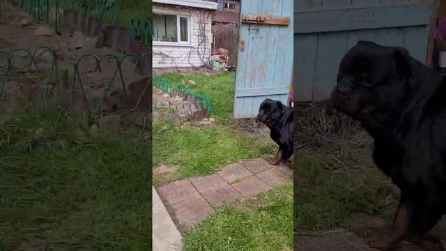 Дюша и торфяные горшочки смотреть онлайн