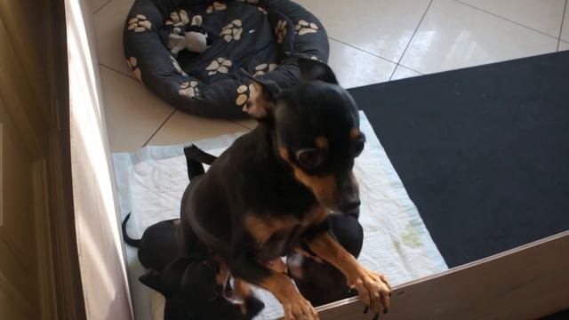 Русский той-терьер, щенки и кормящая мать смотреть онлайн