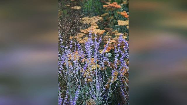 Где заказать проект озеленения придомовой территории? смотреть онлайн