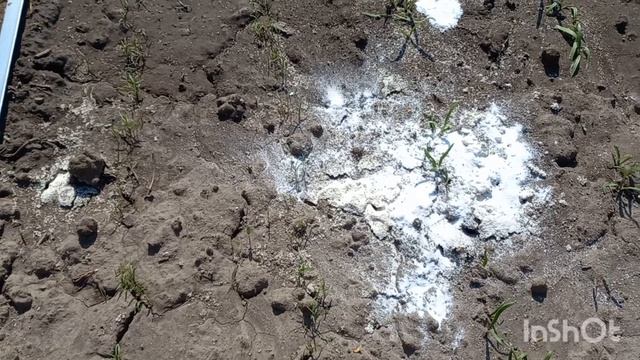 Купили заброшенную дачу(сезон 2№20)Спилили ранетки/Прикупила рассаду огурцов/Что мы заказали в дом смотреть онлайн