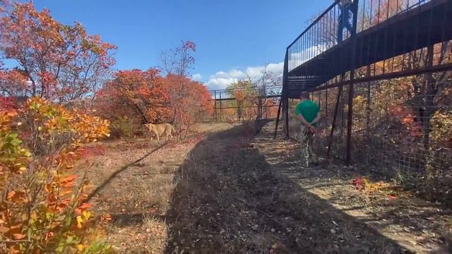 Как лев Олежка ОБЕРЕГАЛ СВОЮ ЛЬВИЦУ ! смотреть онлайн