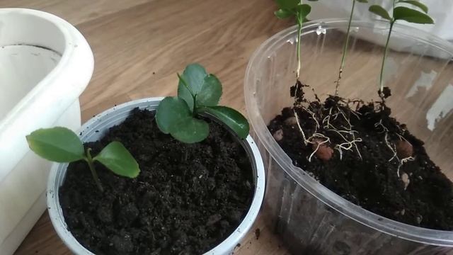 Пересаджую лимон, мандарин, апельсин 13.05.2020 смотреть онлайн