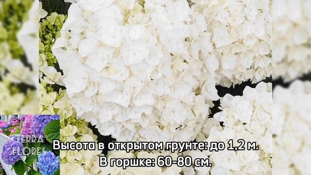 Гортензия "Флоренция" / Florencia крупнолистная из серии "Legend". смотреть онлайн