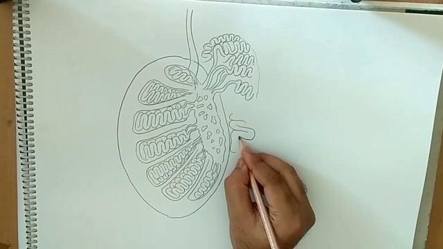 how to draw testis anatomy diagram смотреть онлайн